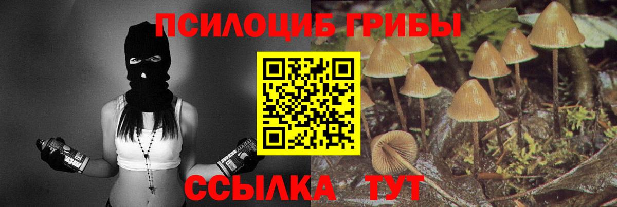 Михайловка  Псилоцибиновые грибы Psilocybe  Вход с VPN 